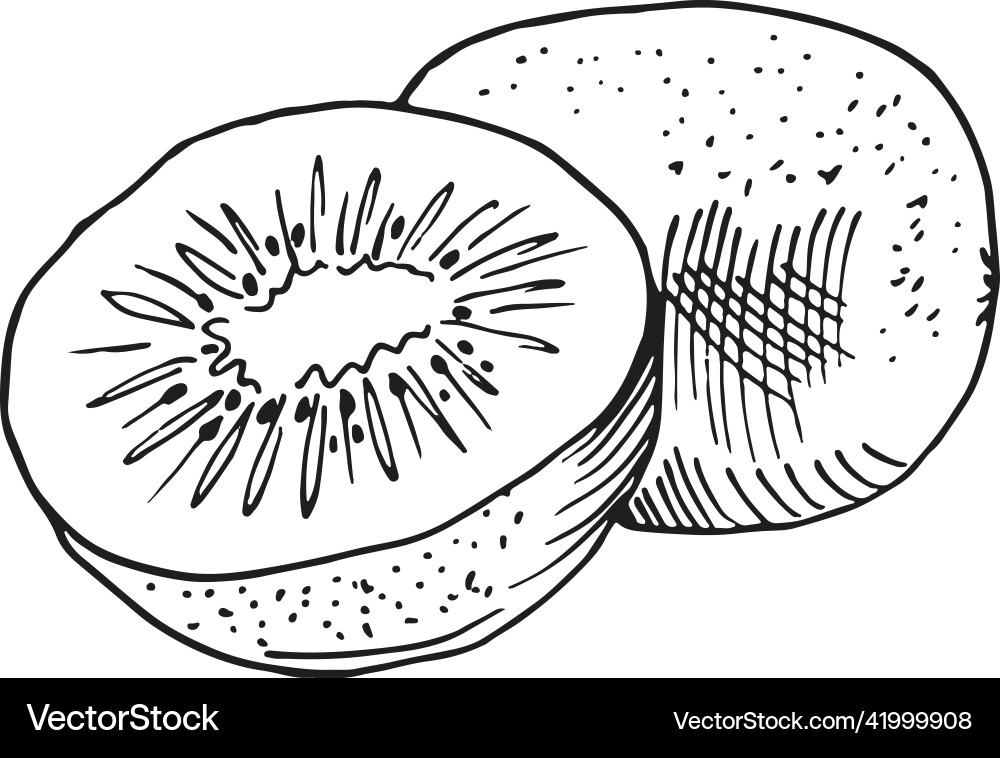 Kiwi im handgezogenen Stil Halbschnitt und ganze Frucht Kiwi im handgezogenen Stil Halbschnitt und ganze Frucht vektorbild