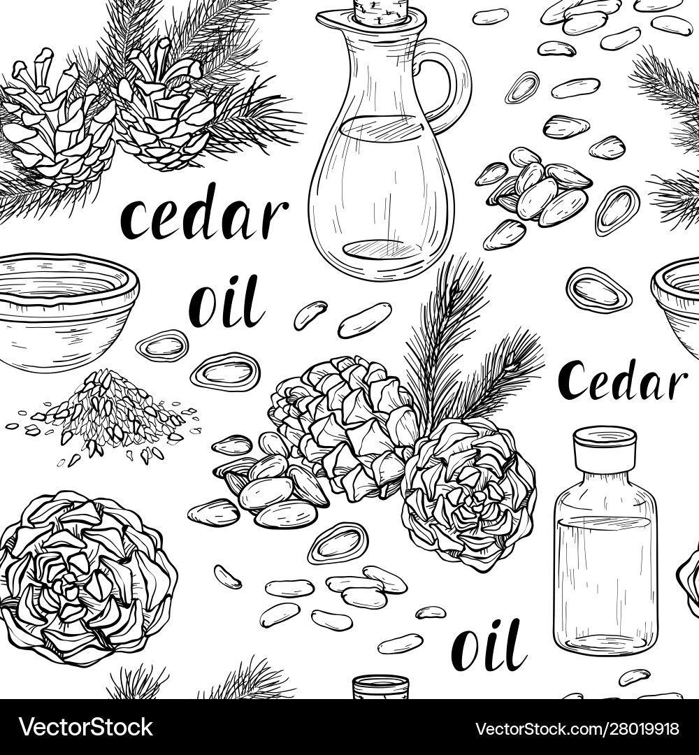 Cedar Nuts and Branch Pattern vector image