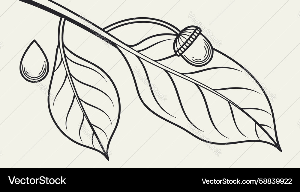 Leaf with acorn and water drop design generative Vector Image