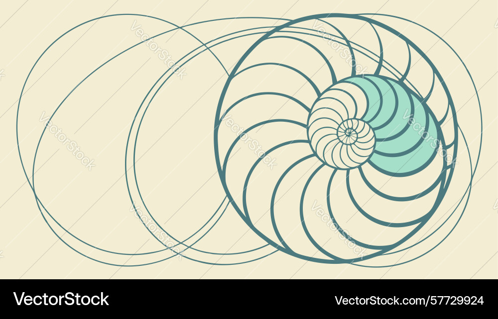 Elegant nautilus shell spiral pattern design vector image