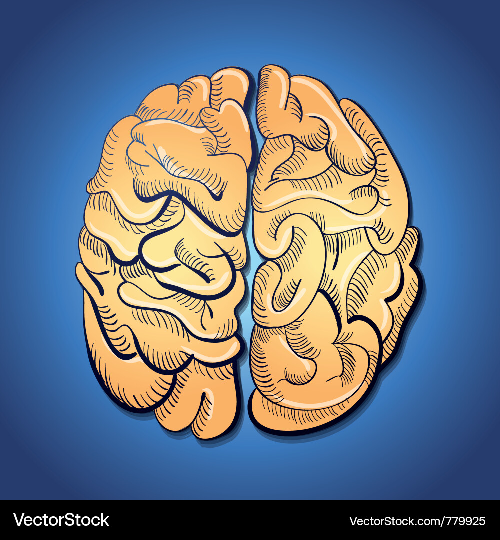 Brain and Idea Connection Vector Image