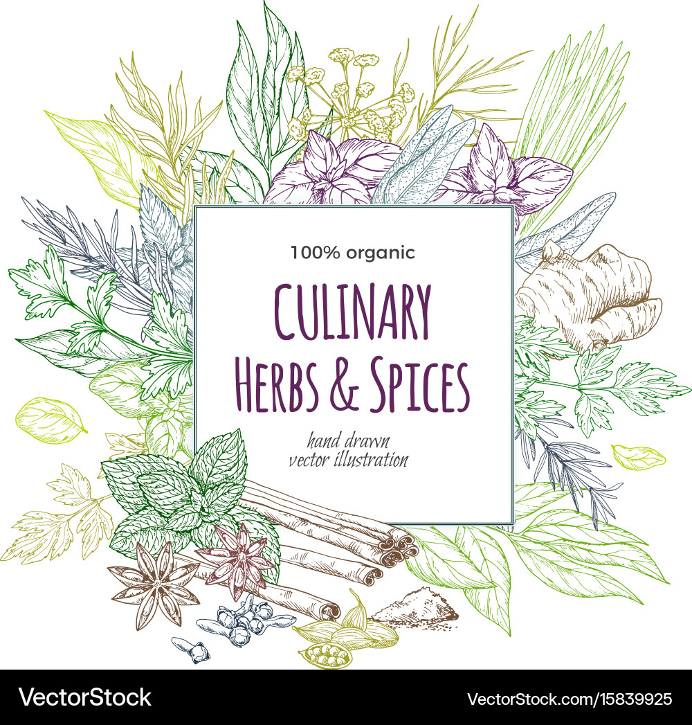 Square banner surrounded by herbs and spices vector image