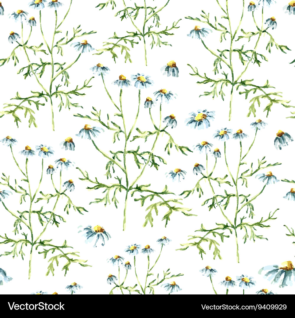 Chamomile Herb Seamless Pattern Vector Image