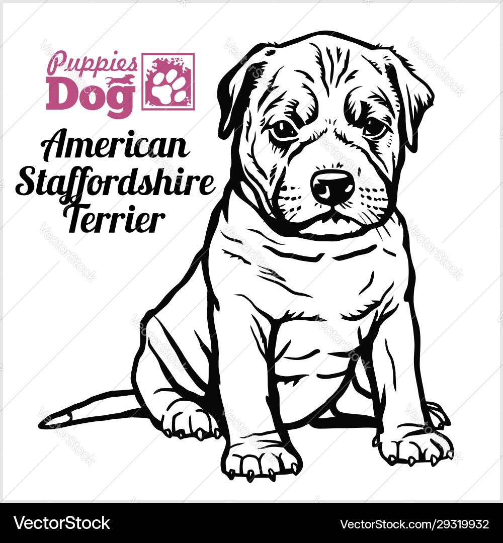 American staffordshire terrier puppy sitting American staffordshire terrier puppy sitting Vector Image