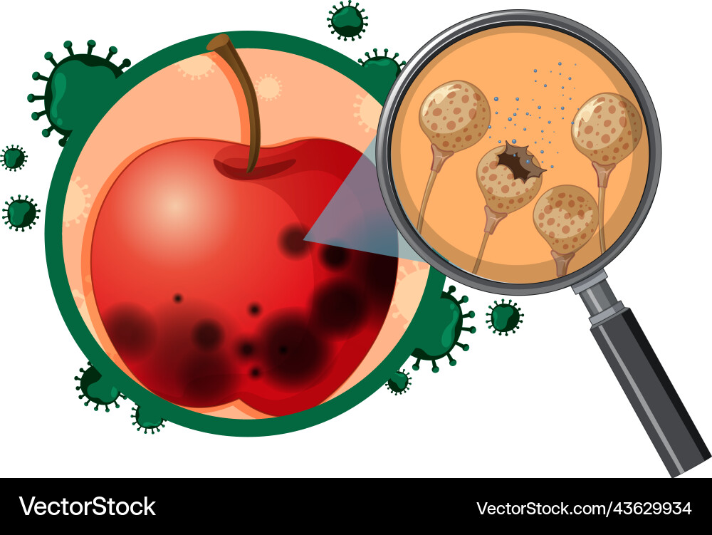 Inedible decomposed apple with mould Inedible decomposed apple with mould vector image