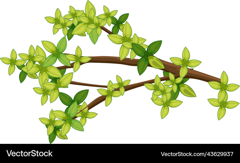 Tree branch isolated on white background Vector Image