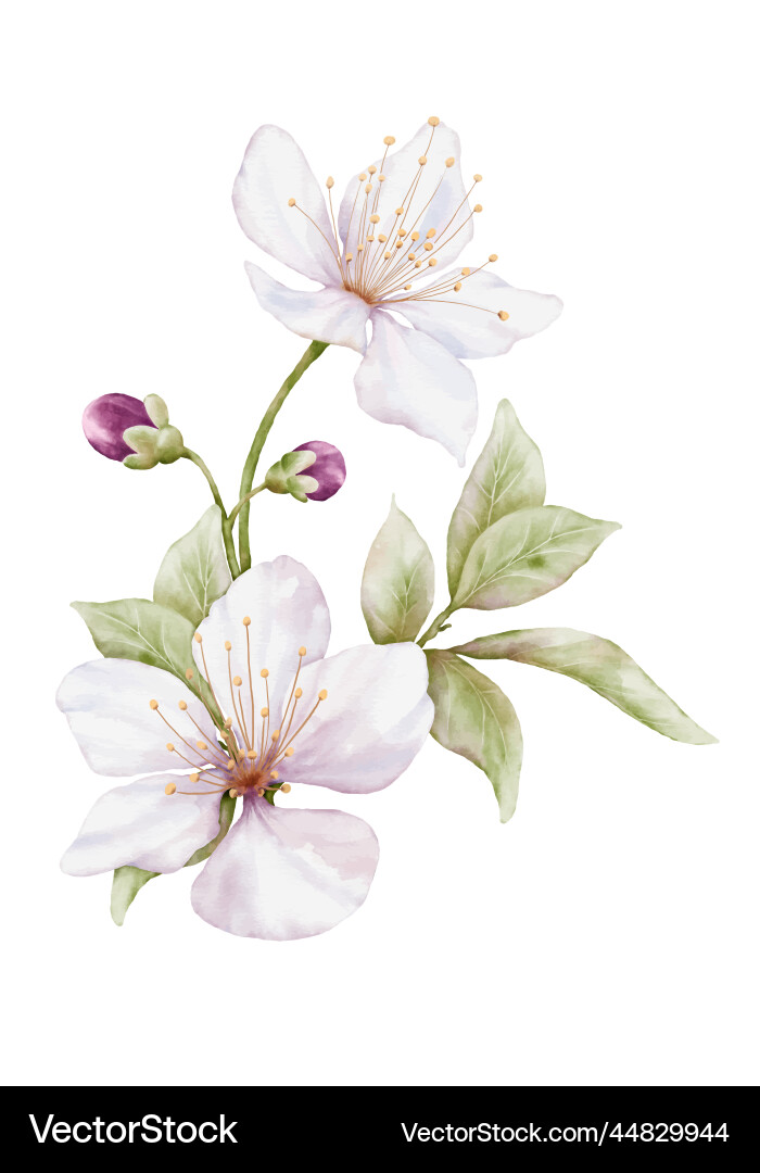 Elegant Cherry Blossom Watercolor Elegant Cherry Blossom Watercolor Vector Image