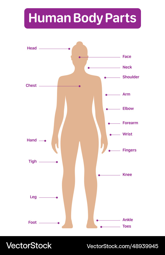 Body Parts Diagram Infoupdate