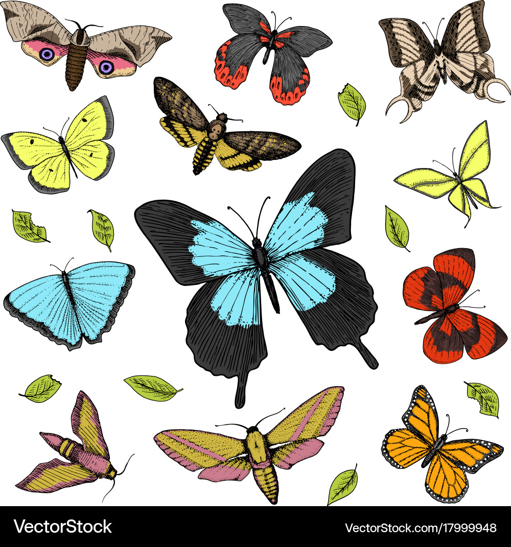 Tattoo or boho t-shirt scrapbooking design Vector Image