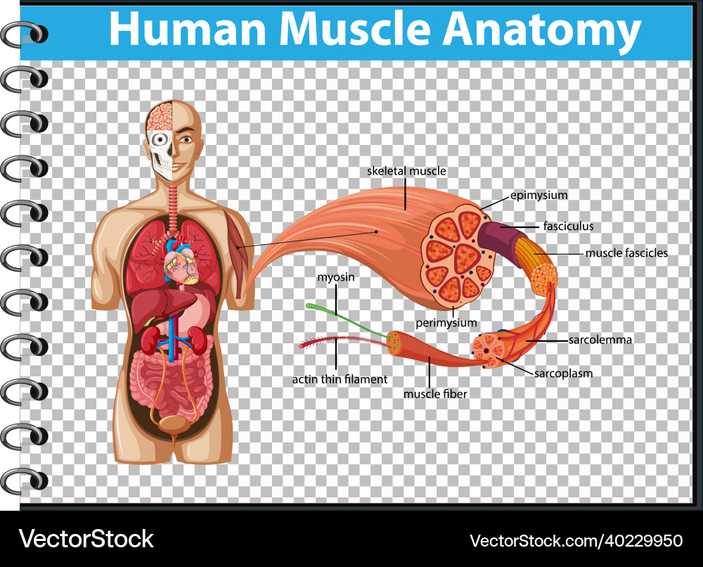 Human muscle anatomy with body Royalty Free Vector Image Biology Diagrams