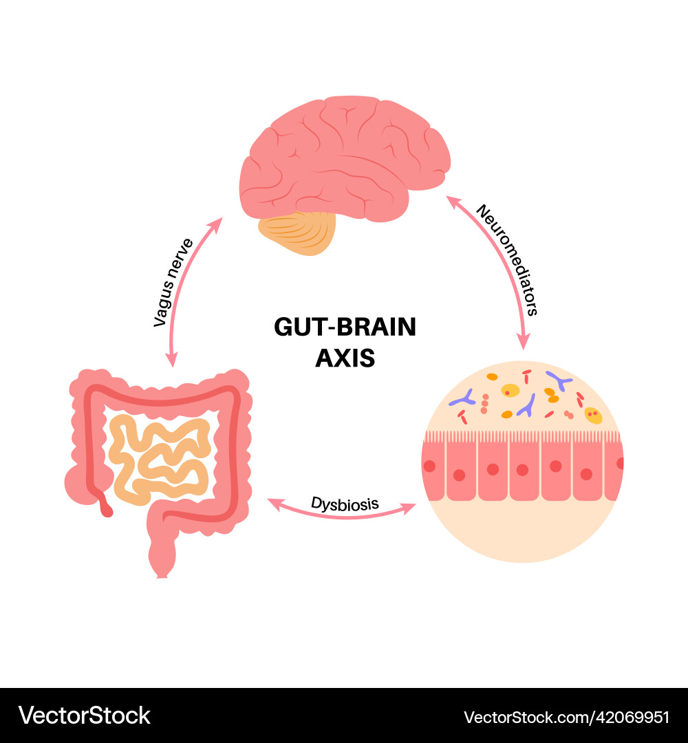 Gut brain connection Royalty Free Vector Image