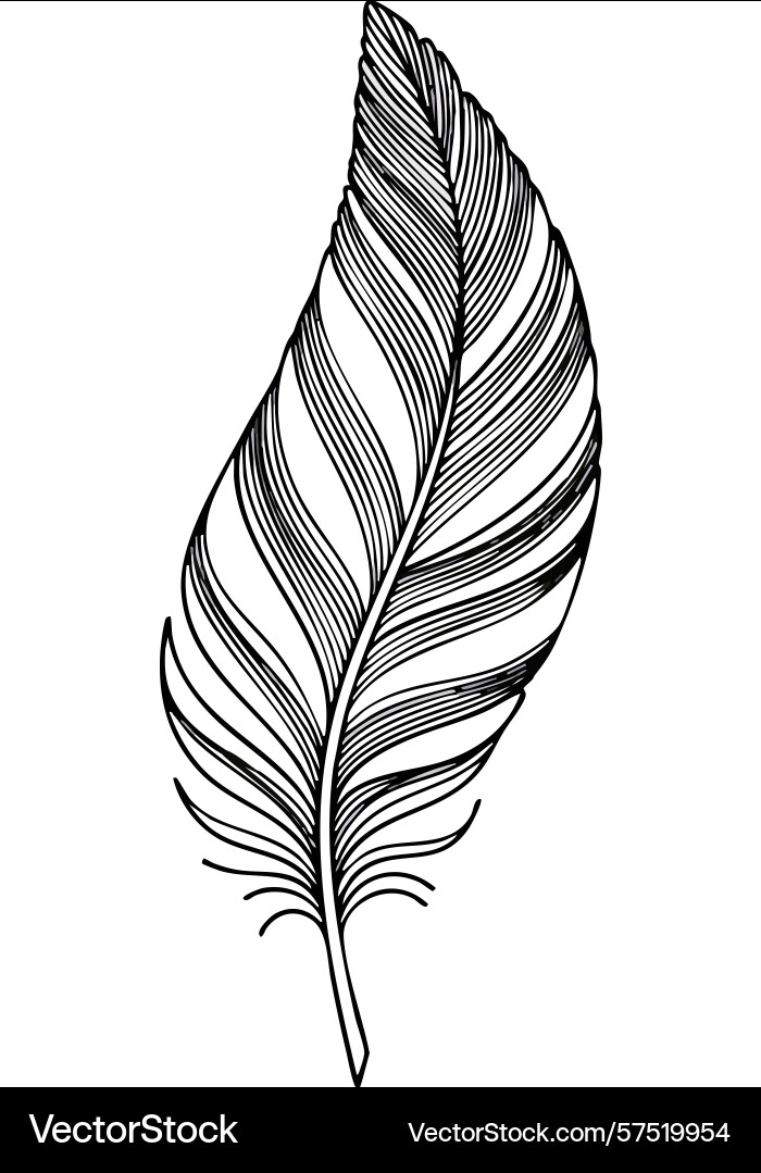 Feather design with intricate line art detail Vector Image