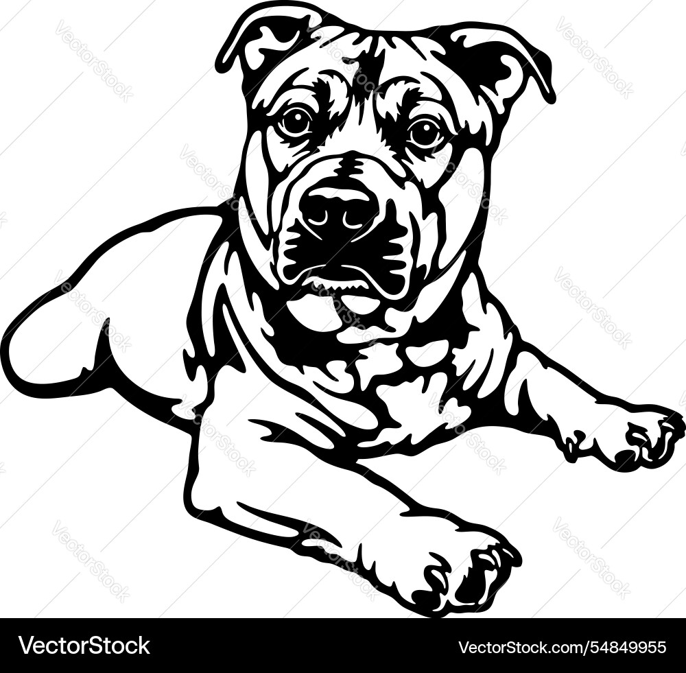 American staffordshire Terrier Hund Rasse - Haustier American staffordshire Terrier Hund Rasse - Haustier vektorbild