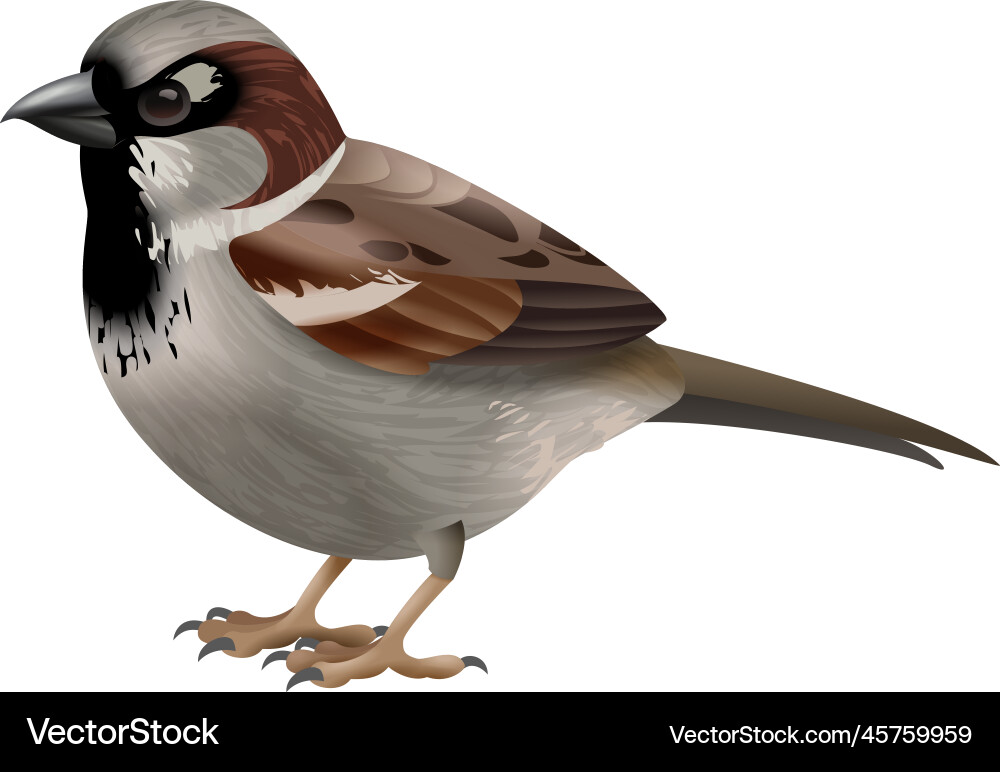 Eurasische Vogelkomposition Eurasische Vogelkomposition vektorbild