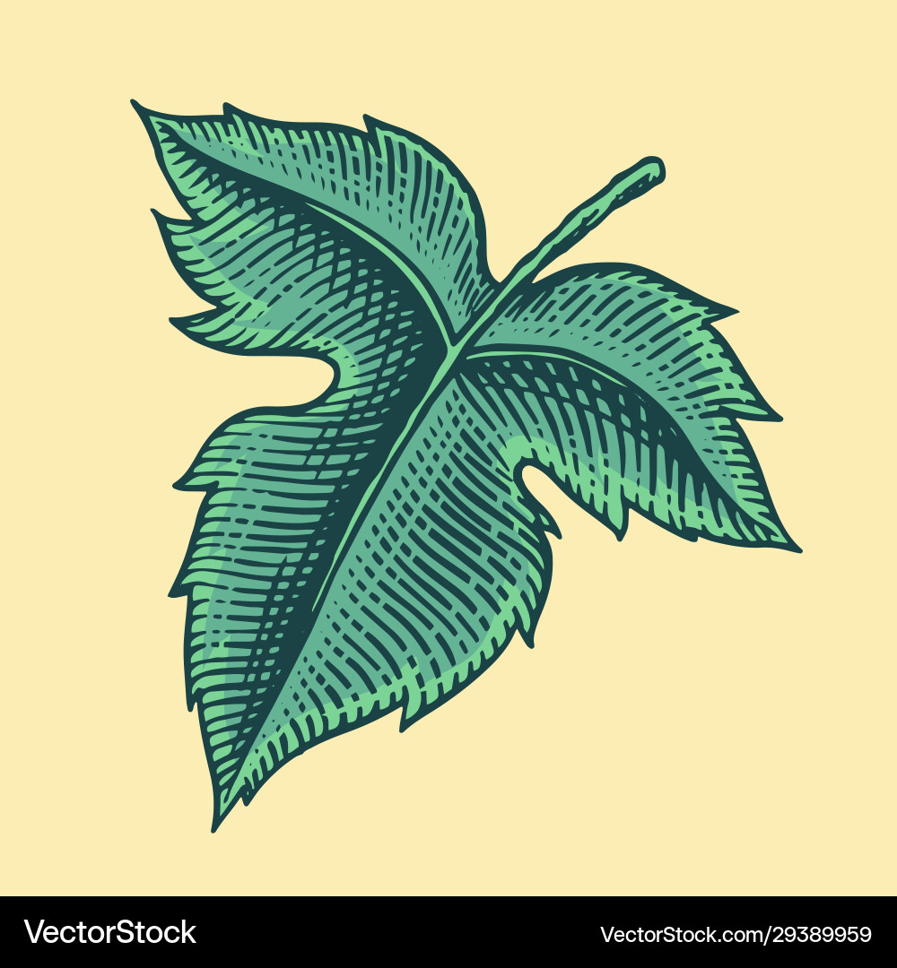 Grape leaves vineyard plant collection in vintage Grape leaves vineyard plant collection in vintage vector image