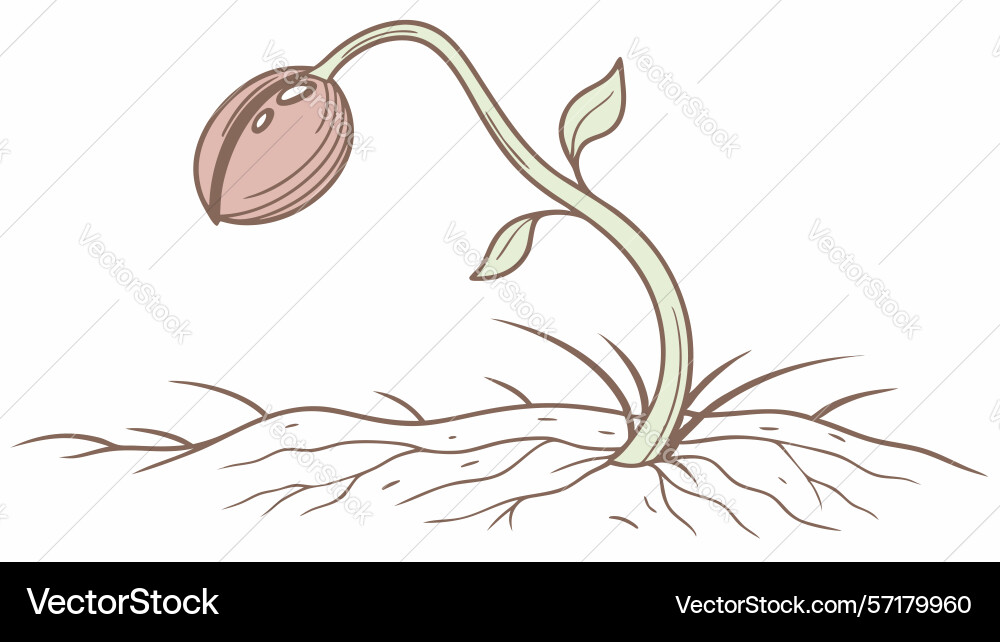 Seed sprouting with roots and first leaves design Vector Image