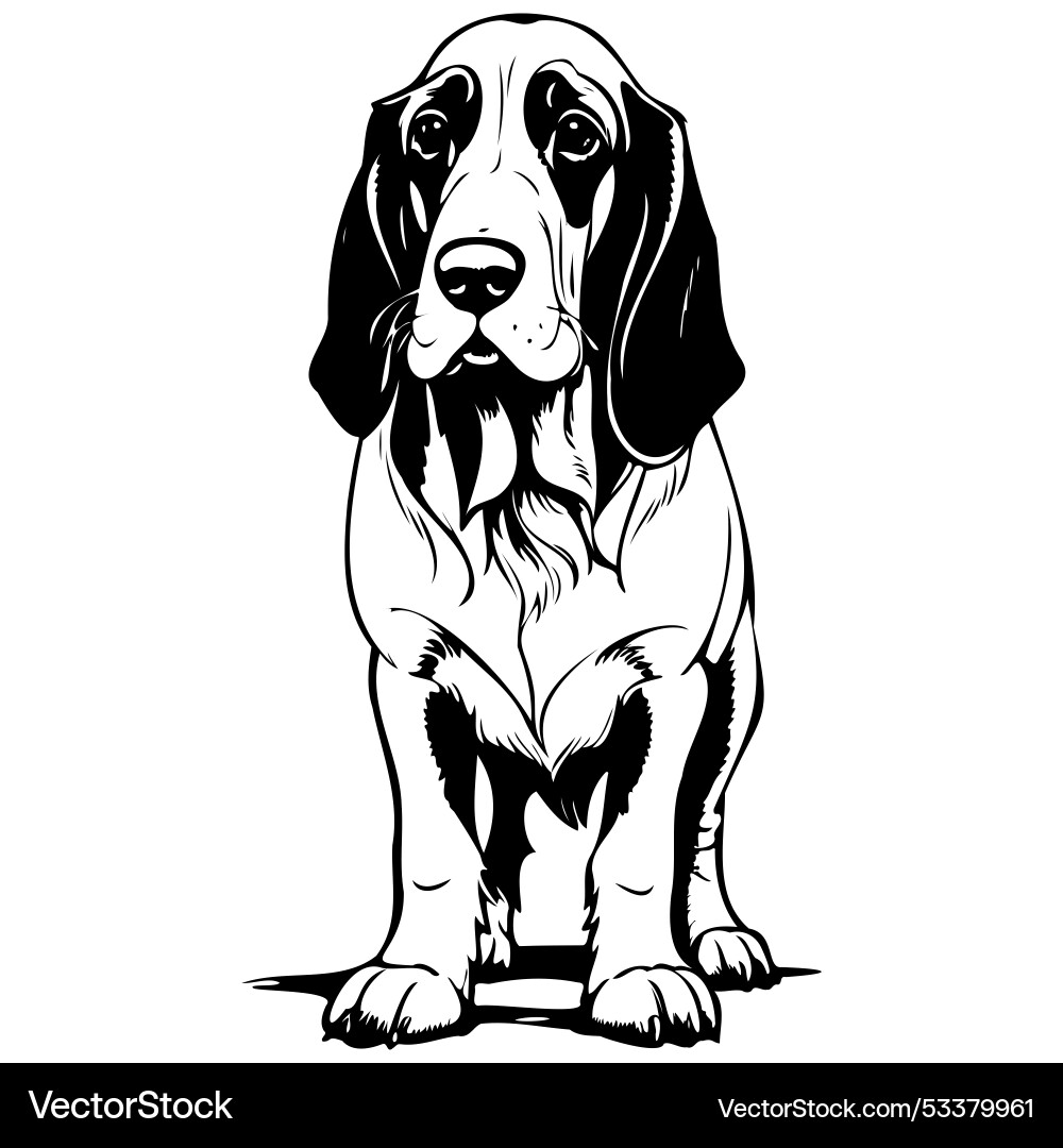 Basset hound black hand drawn animal transparent Basset hound black hand drawn animal transparent vector image