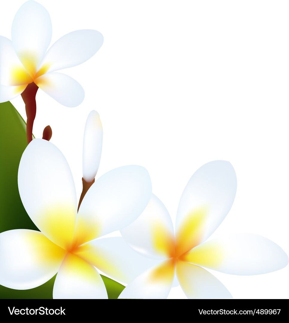 Frangipani Royalty Free Vector Image - VectorStock