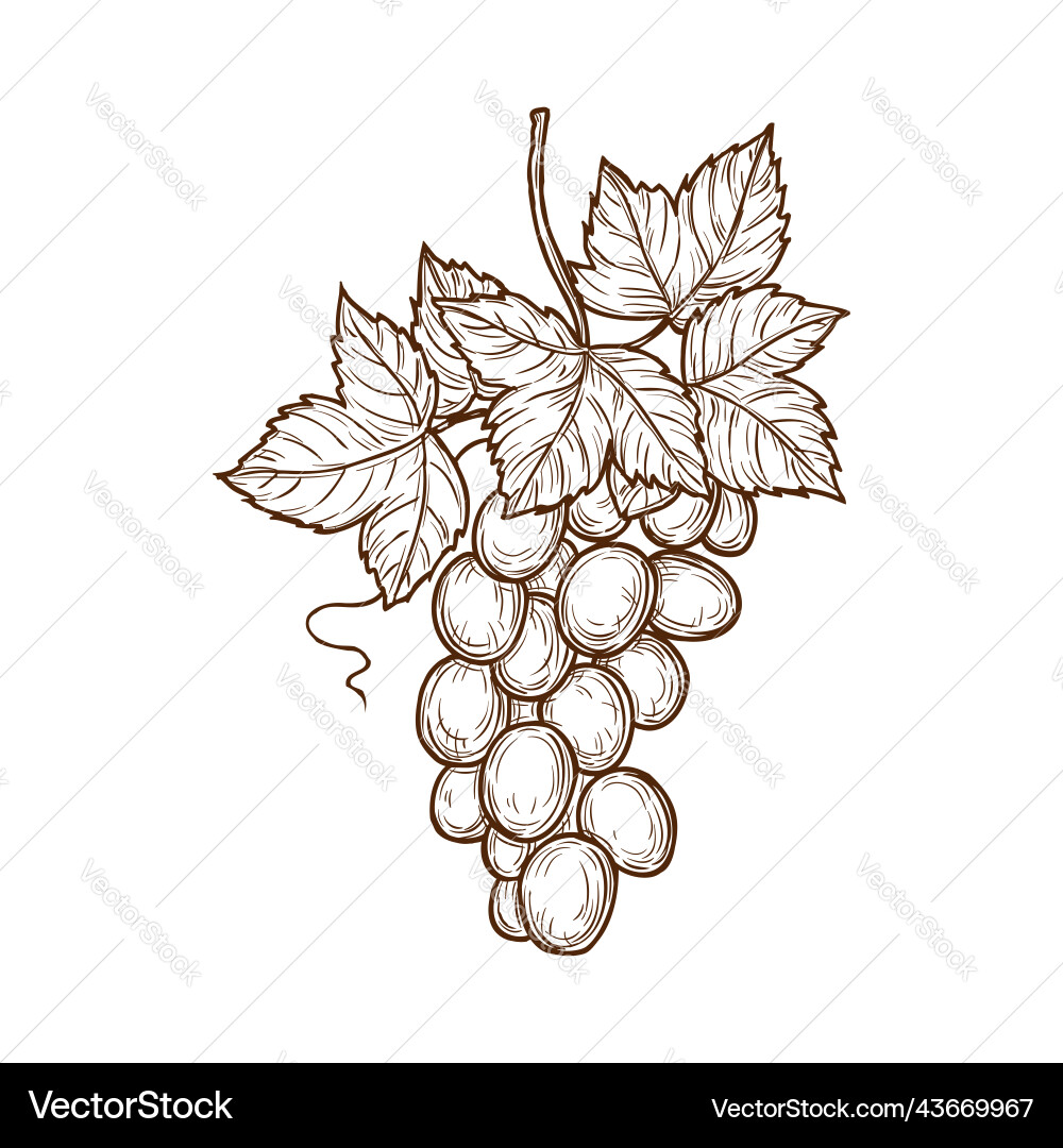Grapes bunch with leaves isolated muscat grape Grapes bunch with leaves isolated muscat grape vector image