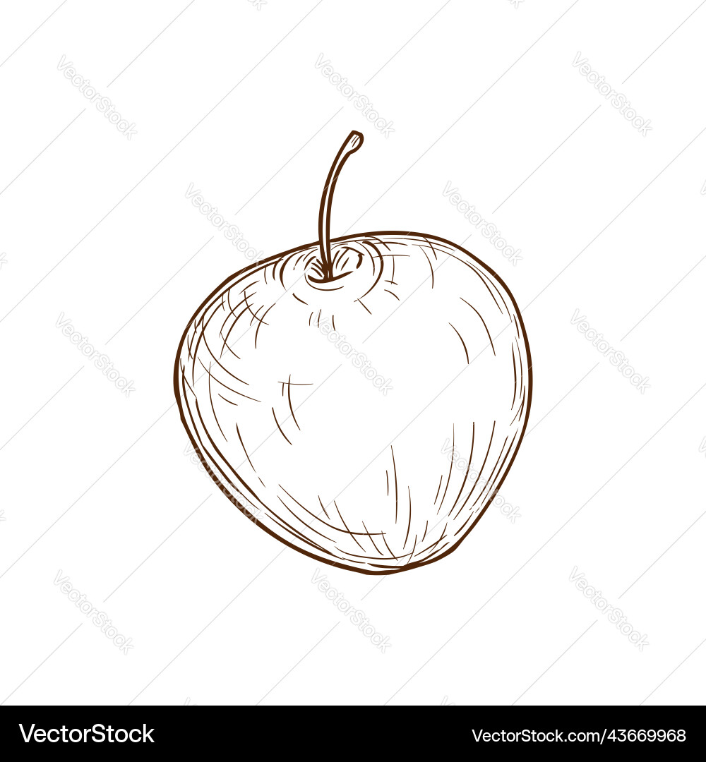 Isolated Apple Sketch vector image
