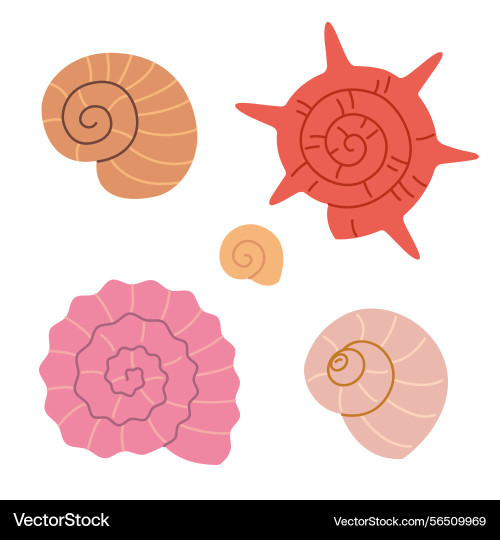 Set of spiral round seashells architectonicidae Vector Image