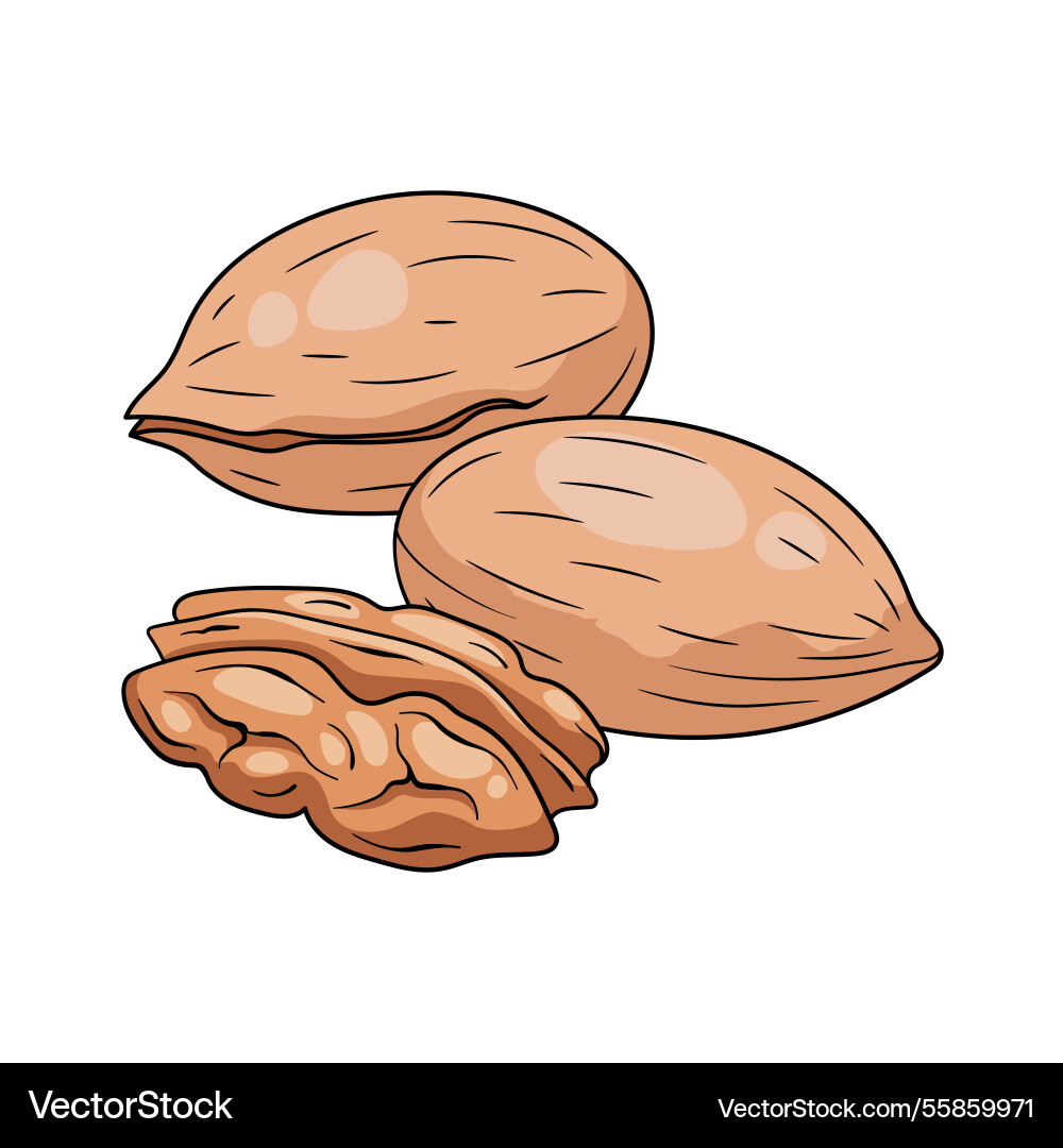 Pecan nuts in shell and cracked with nut inside Vector Image