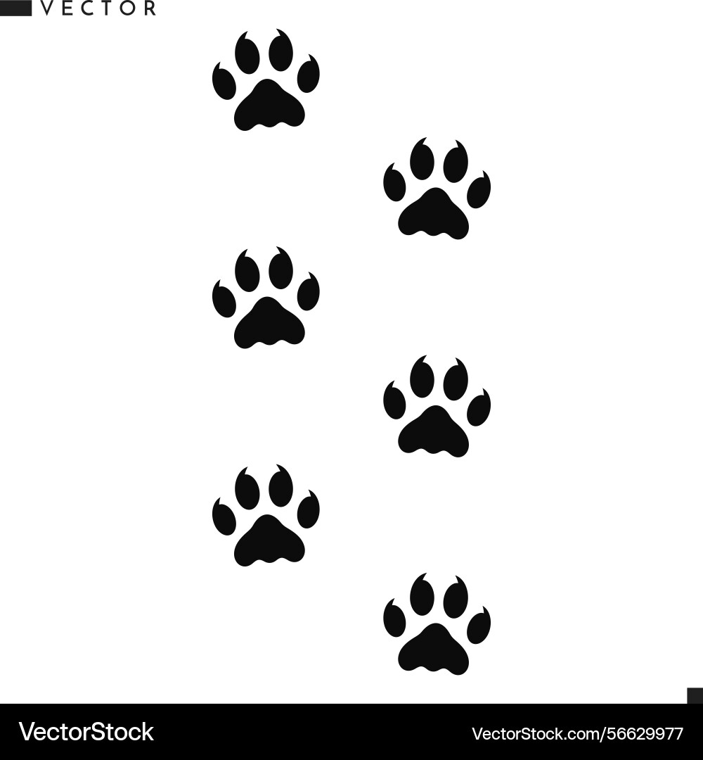 Lion paw prints vector image