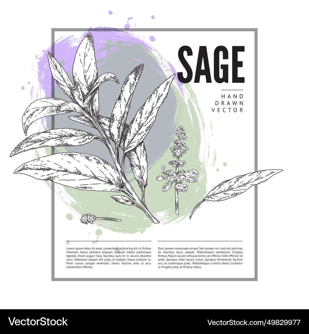 Sage herb square design frame in sketch style Vector Image