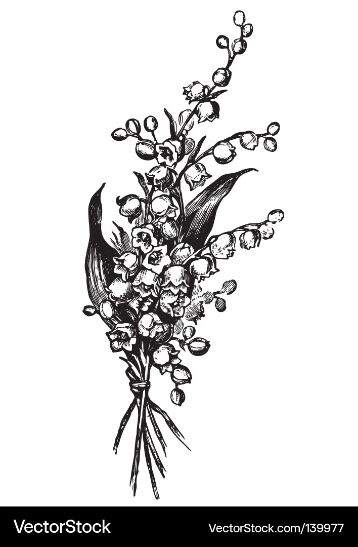 Vintage Lily-of-the-Valley Gravur Vektorbild