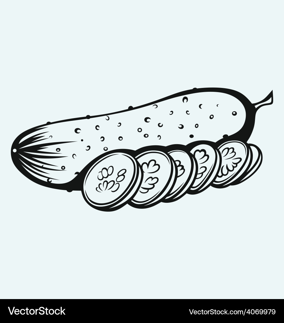 Cucumber Slices Isolated vector image