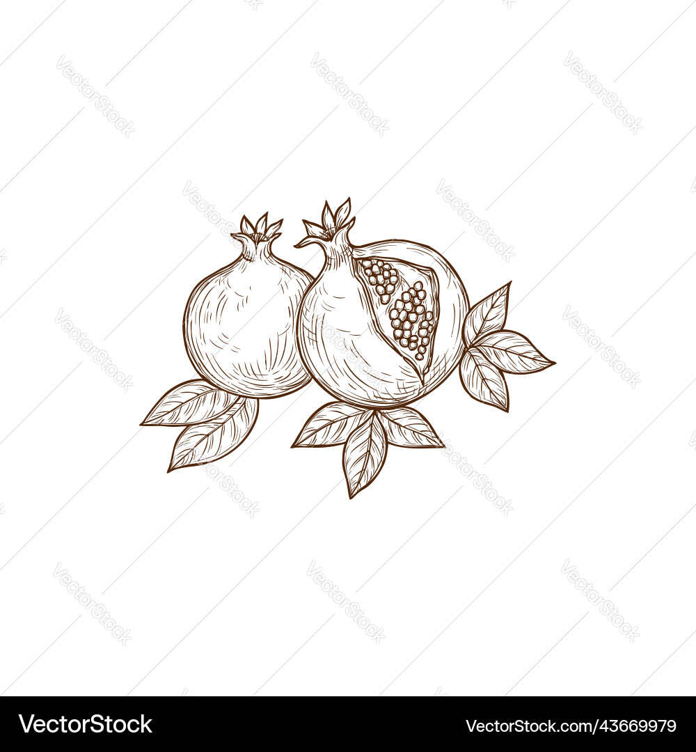 Isolated Pomegranate Sketch vector image