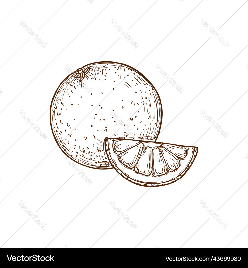 Grapefruit or orange citrus fruit isolated sketch Grapefruit or orange citrus fruit isolated sketch Vector Image