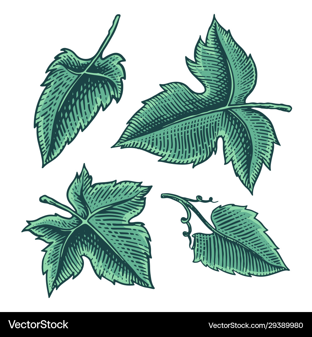 Set grape leaves vineyard plant collection Set grape leaves vineyard plant collection vector image