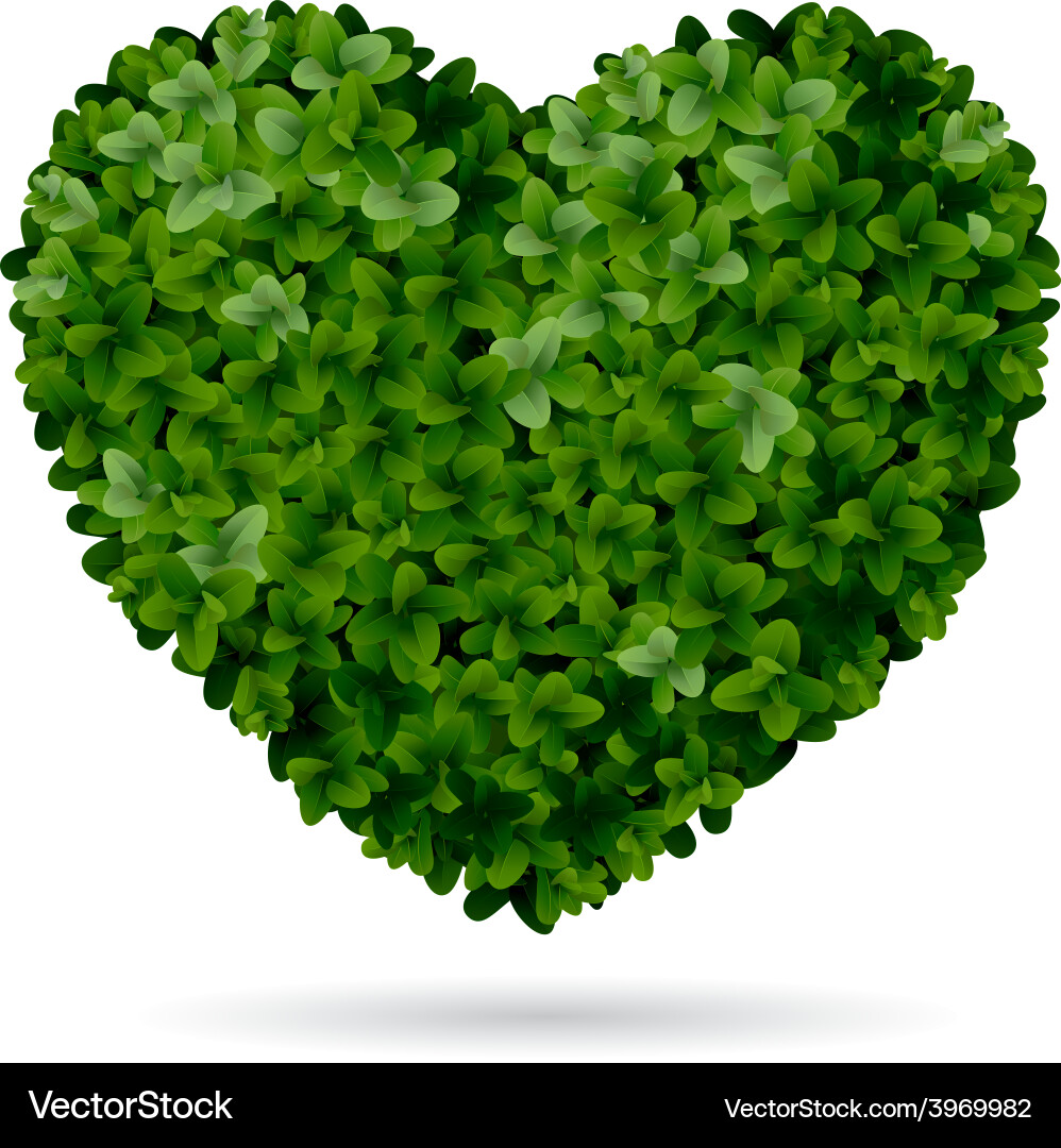 Boxwood heart