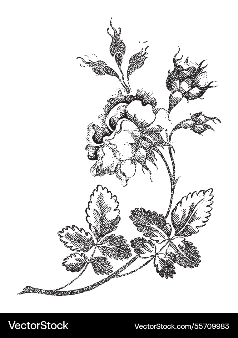 Vintage engraving of bouquet roses Vintage engraving of bouquet roses vector image