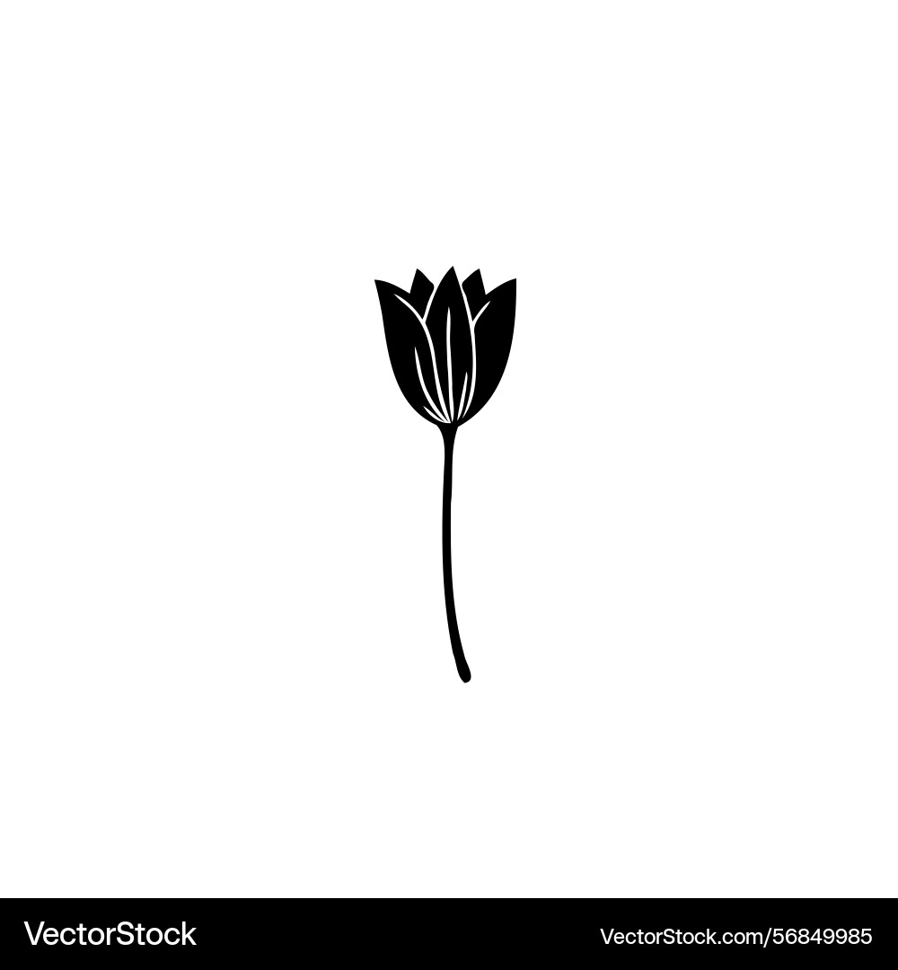 Minimalist tulip capturing simple botanical Minimalist tulip capturing simple botanical Vector Image