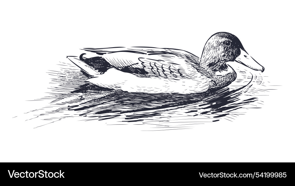 Sketch of floating one wild duck in lake Vector Image