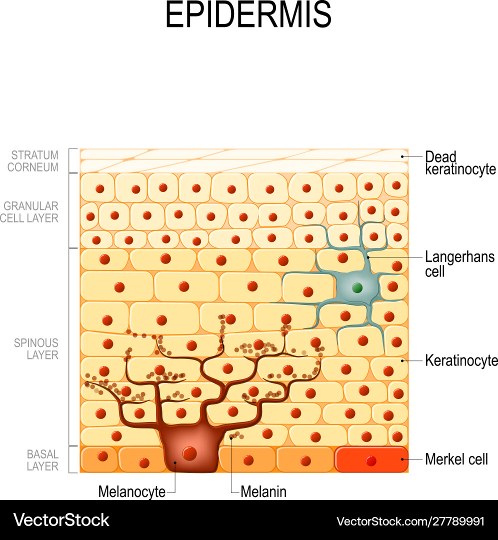 Epidermis layers epithelial cells structure Vector Image