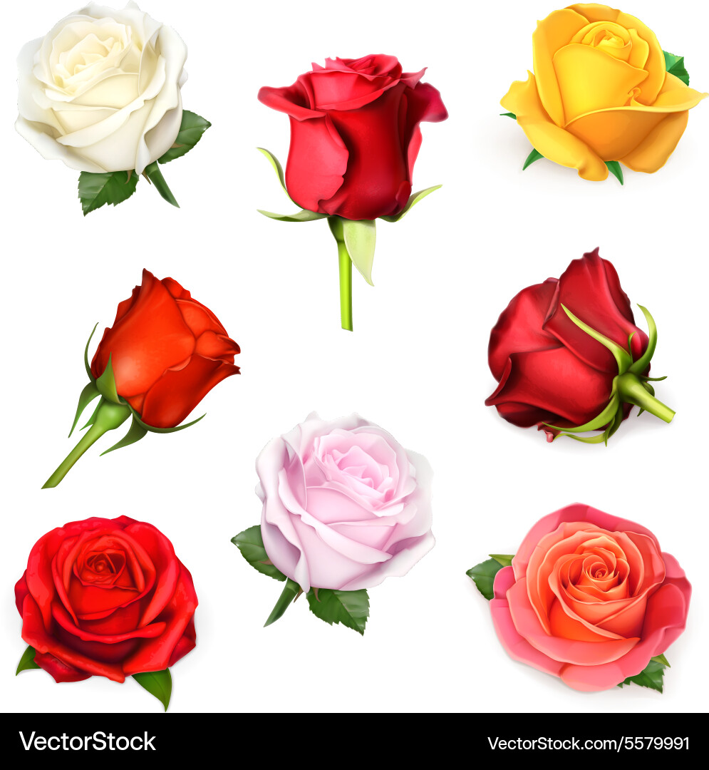 White rose Royalty Free Vector Image - VectorStock