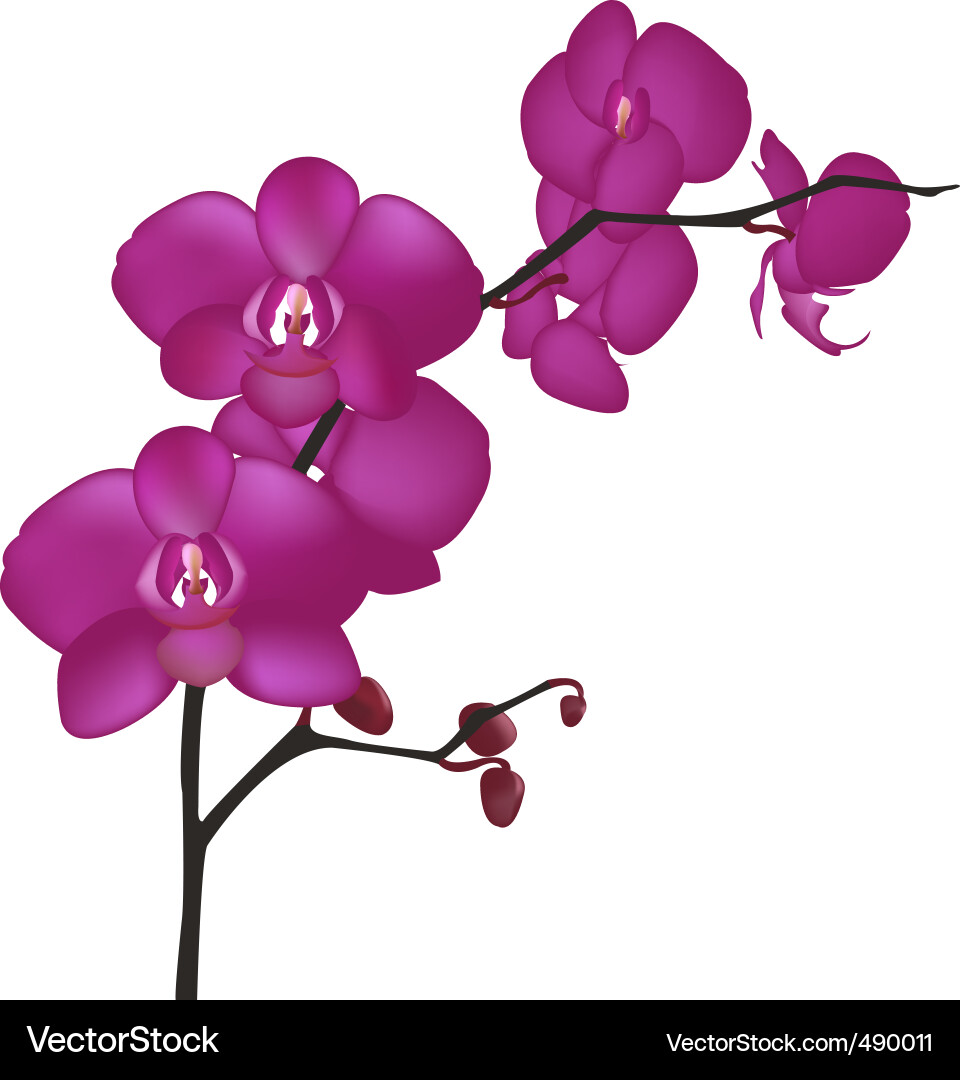 Orchid Royalty Free Vector Image VectorStock