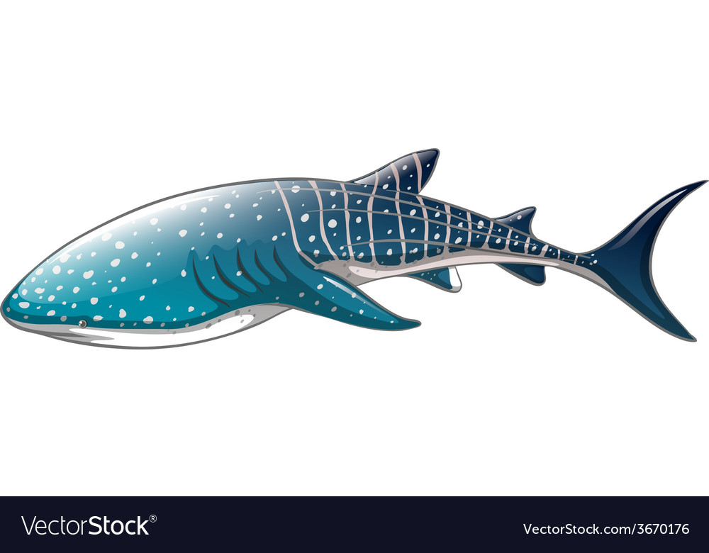 Download Whale shark Royalty Free Vector Image - VectorStock