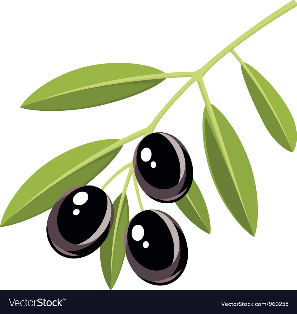 Black olives Royalty Free Vector Image - VectorStock