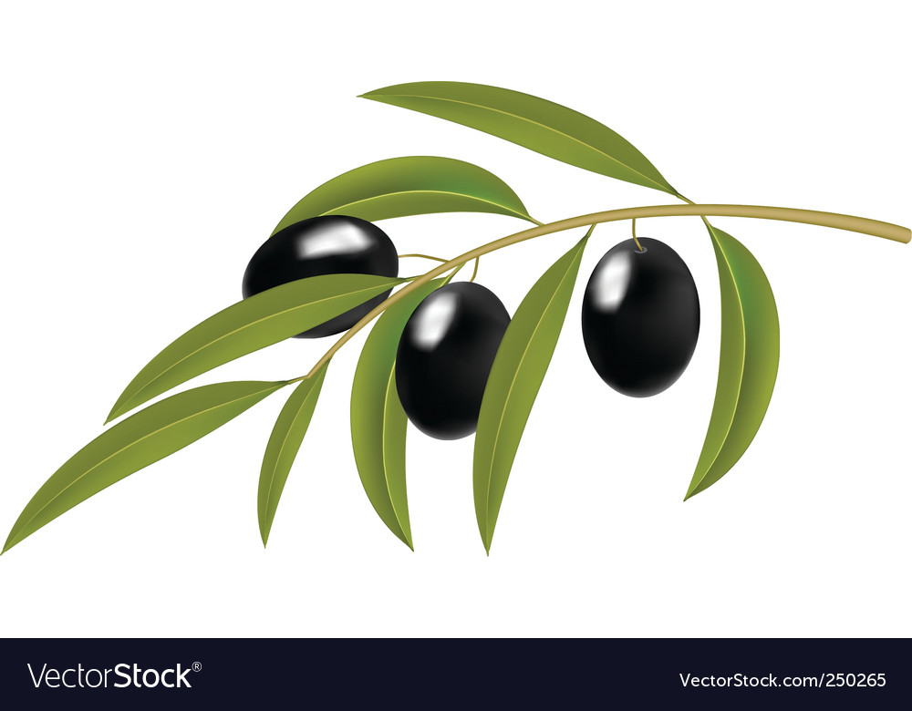 Olive branch Royalty Free Vector Image - VectorStock