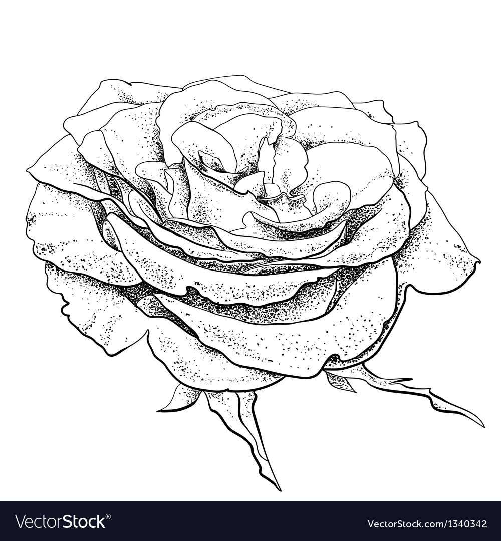 Rose Royalty Free Vector Image - VectorStock
