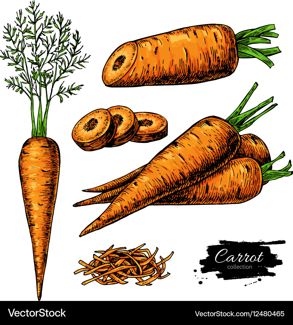 Carrot hand drawn set Royalty Free Vector Image