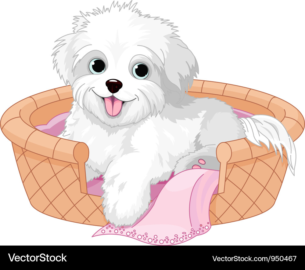 White fluffy dog Royalty Free Vector Image VectorStock