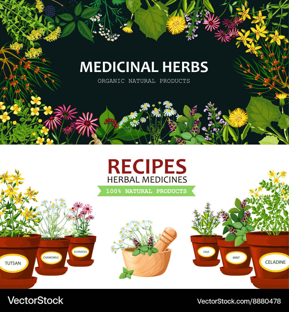 Medicinal herbs banners Royalty Free Vector Image