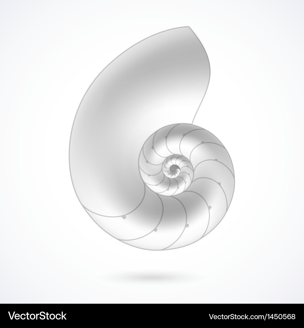 Nautilus shell Royalty Free Vector Image VectorStock