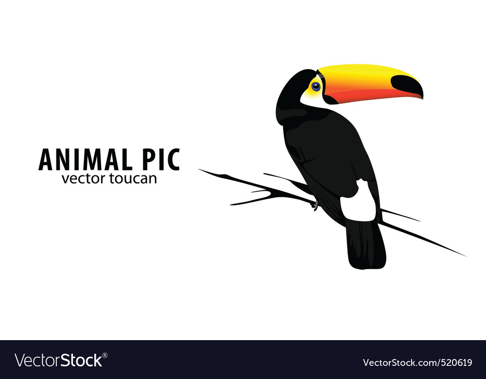 toucan collections inc Carole amper, inc / toucan hats toucan collection fall/winter: contact us by e-mail : name e-mail : company : phone comments. toucan collections inc Carole amper, inc / toucan hats toucan collection fall/winter: contact us by e-mail : name e-mail : company : phone comments.