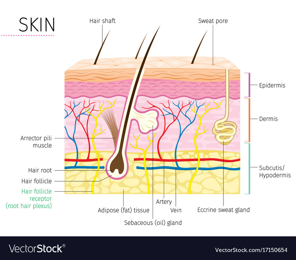 human skin structure royalty free vector image human anatomy skin and hair diagram royalty free vector human skin structure royalty free vector image human anatomy skin and hair diagram royalty free vector